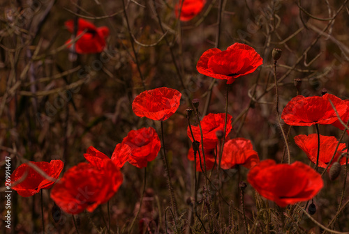 Flowers Red poppies bloom in the wild field. Beautiful field red poppies with selective focus, soft light. Natural Drugs - Opium Poppy. Glade of red wildflowers