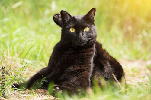 Yoga concept. Cute funny cat sits in yoga pose with foot behind head in green grass in nature