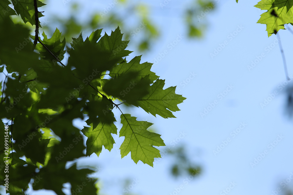 new leaves tree in to blue sky green blue new leaves tree in to blue sky green blue