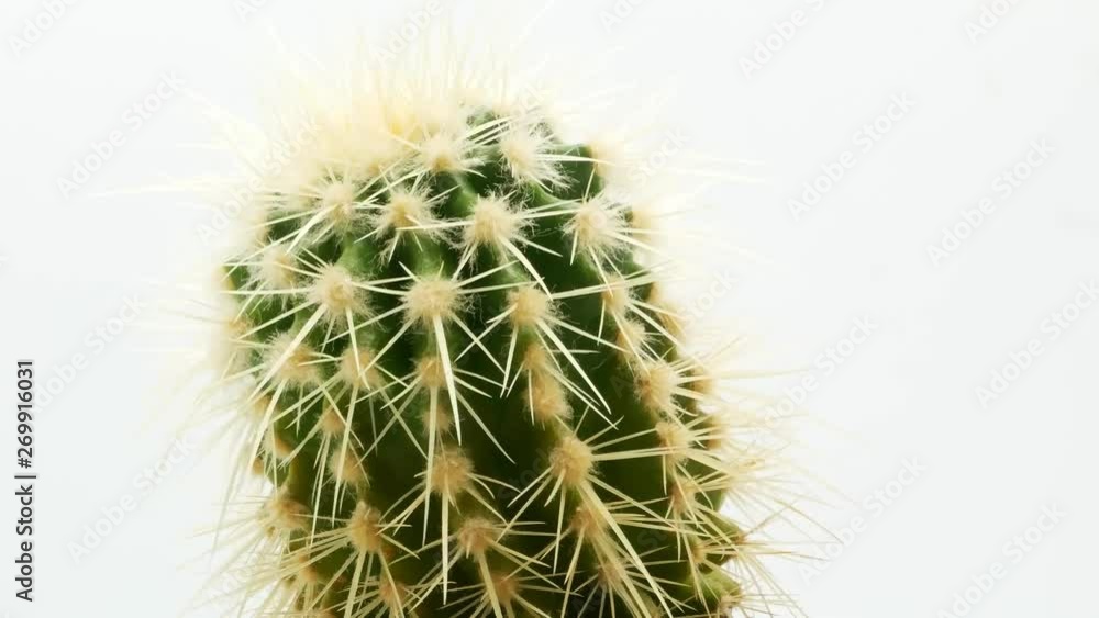 Cactus on isolated white background 4k Cactus on isolated white background 4k