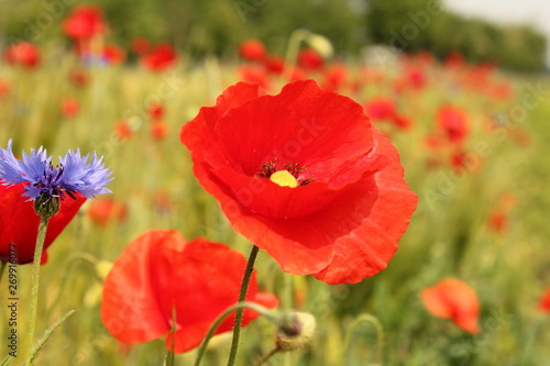a red poppy closeup in the field margin in the countryside in spring