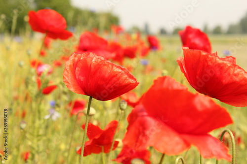 a red poppy closeup in the fields in holland in spring