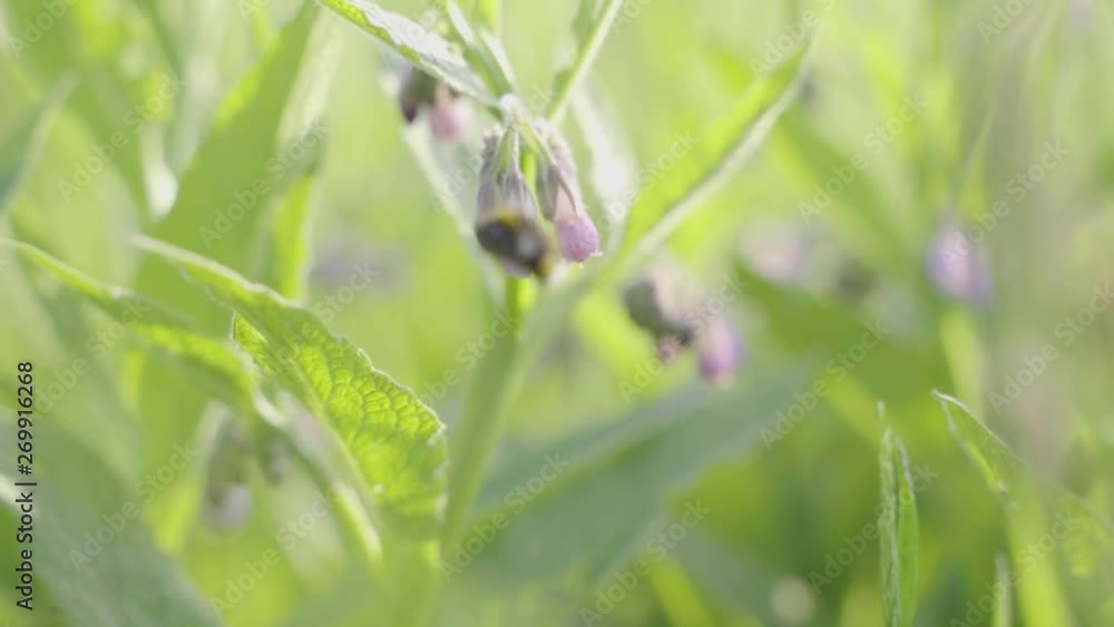 Erdhummel in Zeitlupe - Bumblebee in Slowmotion Erdhummel in Zeitlupe - Bumblebee in Slowmotion