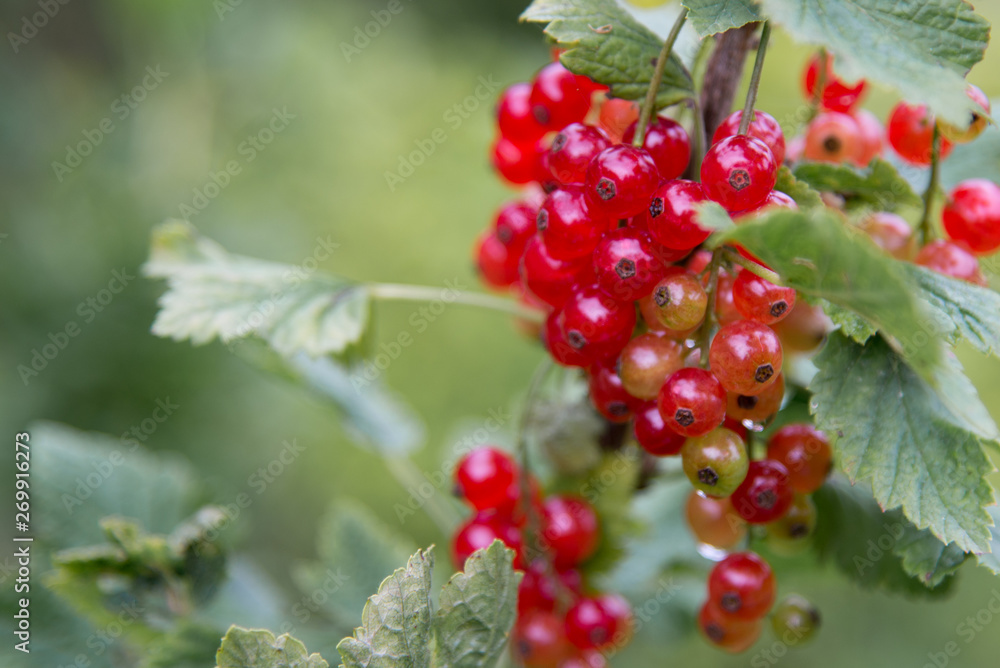 Red Currant hanging on a bush in the fruit garden. Red Currant hanging on a bush in the fruit garden.