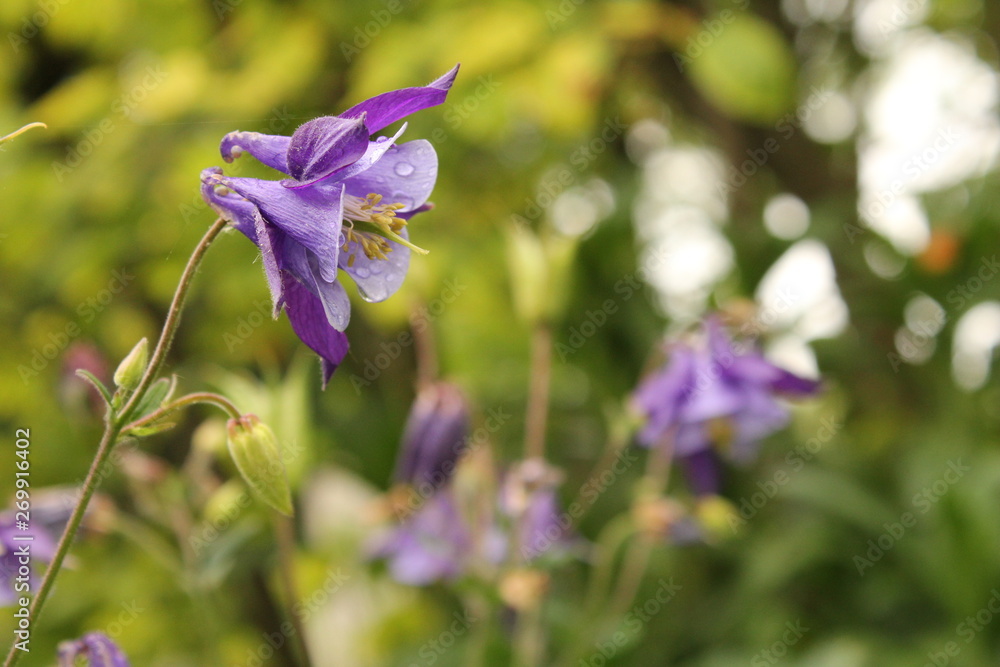 a purple aquilegia flower with a green background in the flower garden in springtime a purple aquilegia flower with a green background in the flower garden in springtime