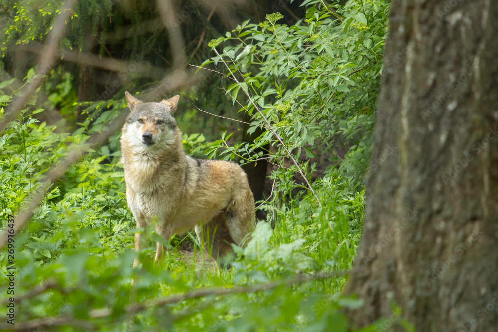 Europäischer Wolf wild im Wald suchen Europäischer Wolf wild im Wald suchen