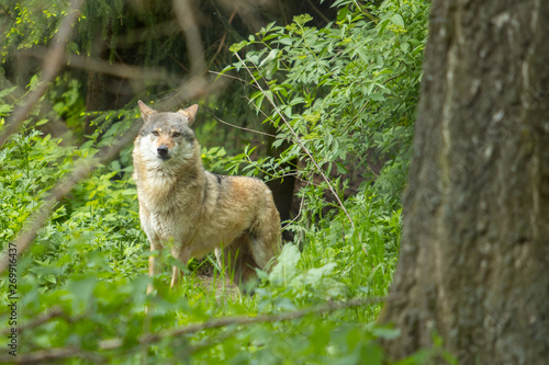Europäischer Wolf wild im Wald suchen