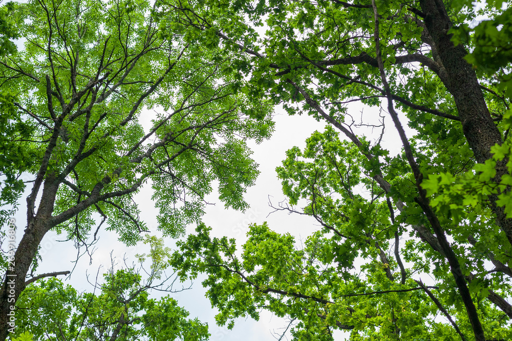 tall trees framing with cloudy dramatic sky. Magic landscape tall trees framing with cloudy dramatic sky. Magic landscape