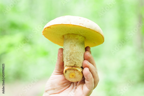Boletus badius (Xerocomus badius) mushroom in the forest.