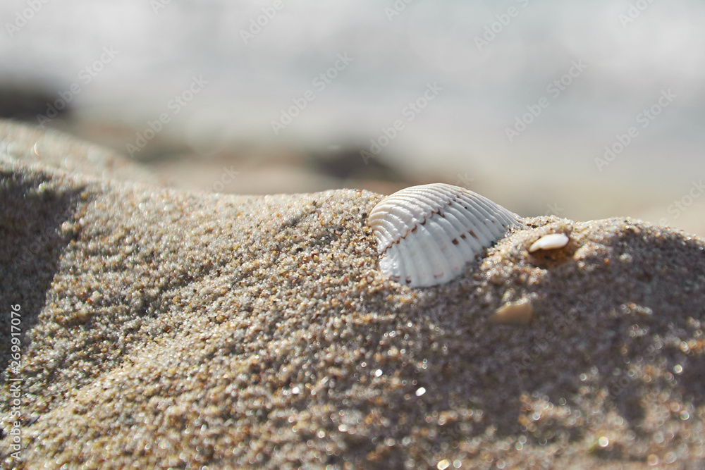 Shells in the sand on the beach background. Selective focus Shells in the sand on the beach background. Selective focus