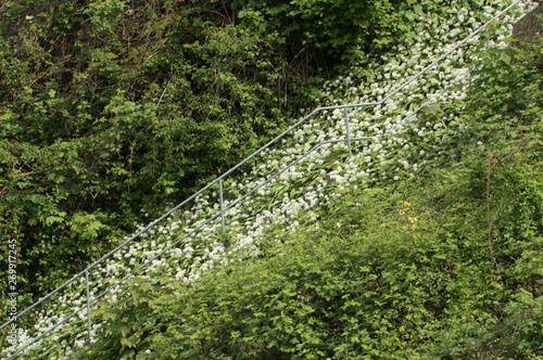 Allium ursinum; wild garlic flowering on railside bank, Swiss town of Rorschach photo