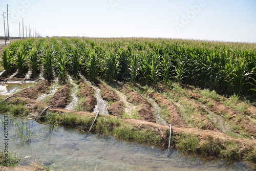 Arizona syphon irrigated corn field