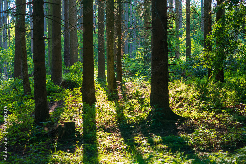 Obraz premium Waldlichtung