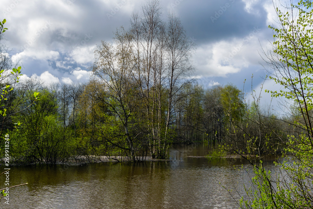 spring forest flooded during high water spring forest flooded during high water