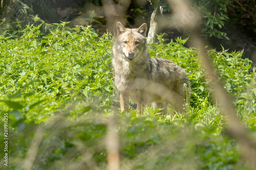 Europäischer Wolf wild im Wald grün blick