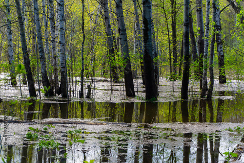 spring forest flooded during high water