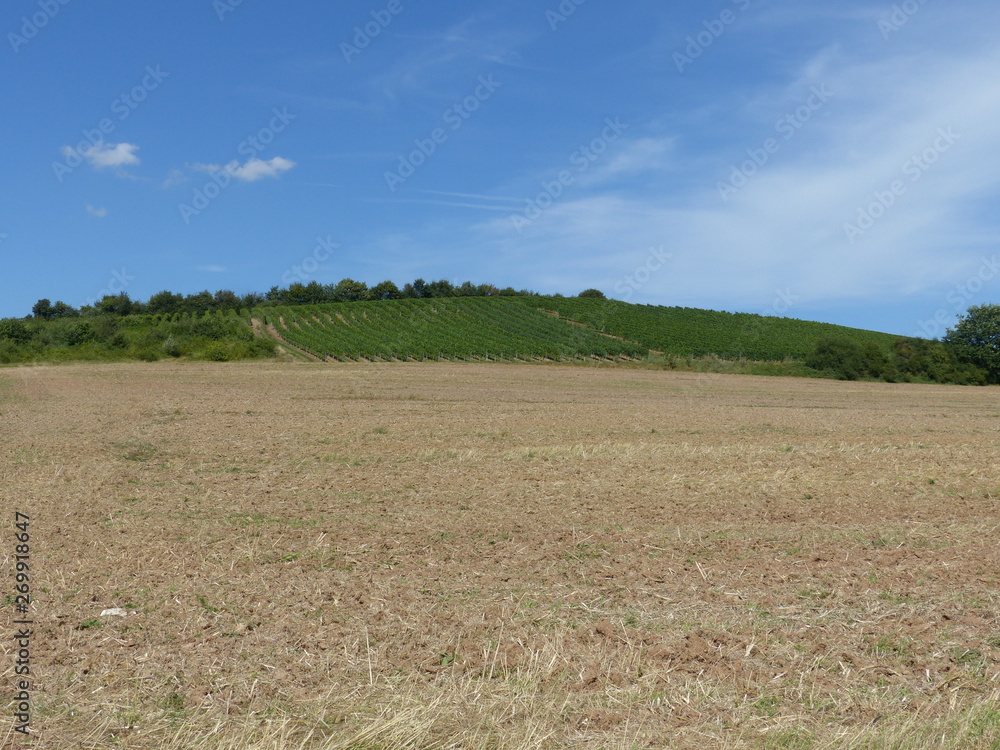Abgeerntetes Getreidefeld und grüne Weinberge im Hintergrund