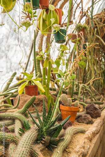 Cactus Store Cacti