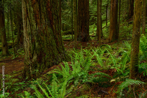 Giant Douglas fir and western red cedar trees covered in a dark rainforest in Cypress Falls Park  West Vancouver