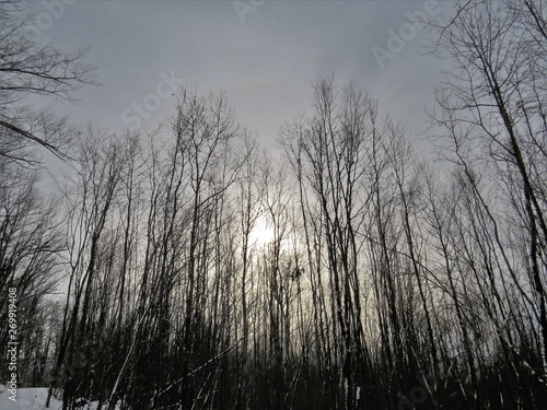 winter evening in the forest
