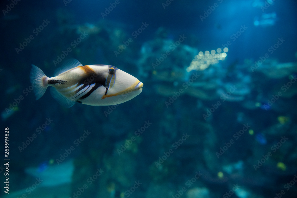 Fototapeta premium fish in aquarium