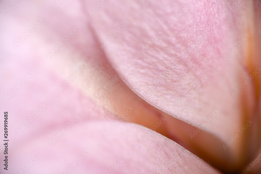 Fototapeta premium Close-up pink lily on pink background