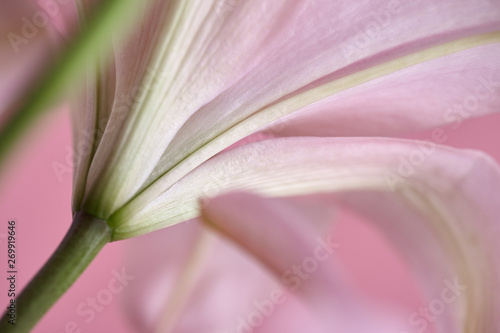 Close-up pink lily on pink background