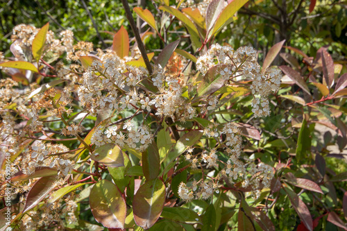 white flowers of scarlet firethorn tree. photo