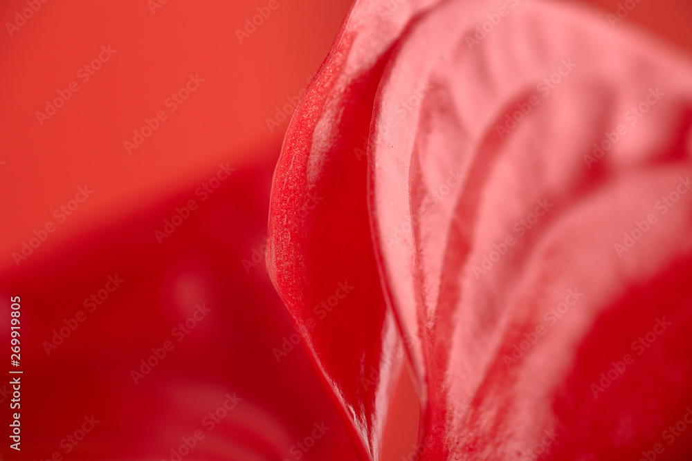 Close-up anthurium flower on red a background