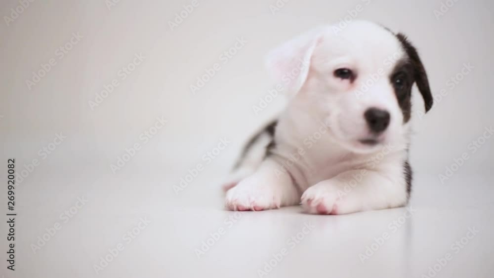 black and white newborn lazy relaxed Corgi puppy Lies down on the wooden floor for sleeping, dog shudders in sleep and wakes up close up black and white newborn lazy relaxed Corgi puppy Lies down on the wooden floor for sleeping, dog shudders in sleep and wakes up close up