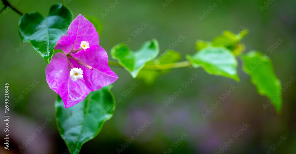 Tropical Orchid Tropical Orchid