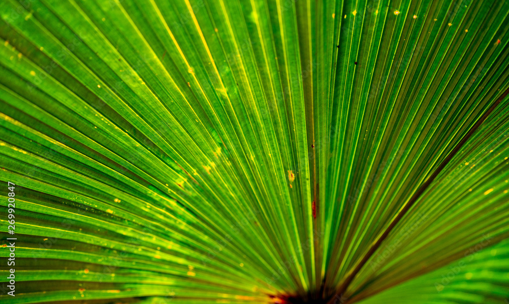Obraz premium Palm Leaf