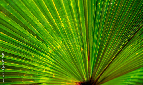 Palm Leaf © Marking