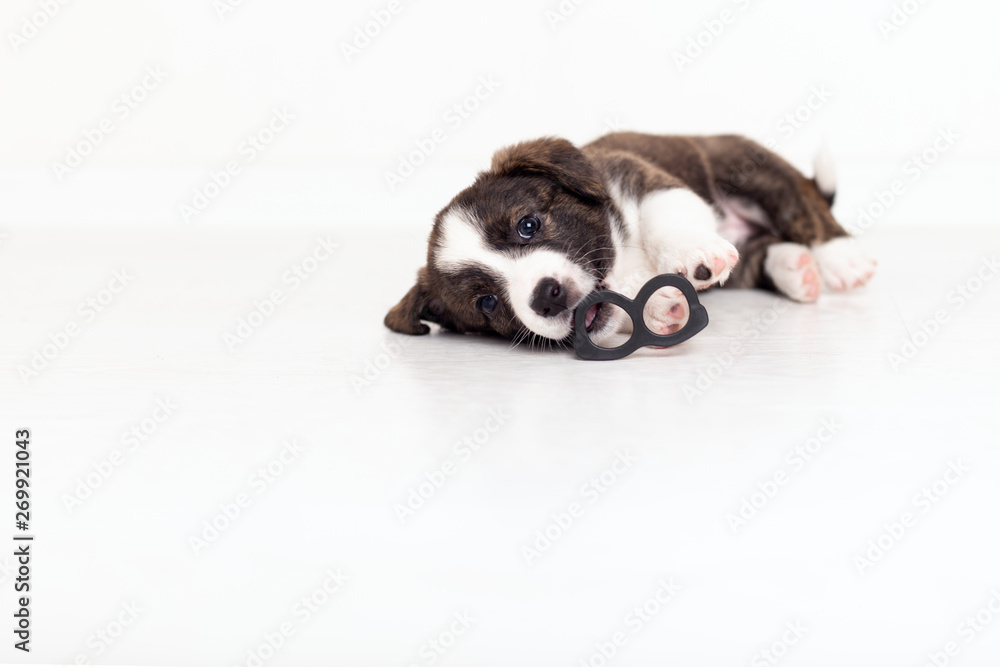 Newborn cute fluffy brown cardigan puppy with hanging ears running around the room and playing with toy plastic glasses on a white background. Loving animals and having fun concept