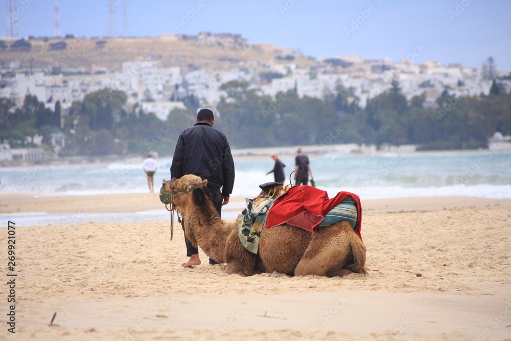 Naklejka premium dromadaire et plages à Hammamet