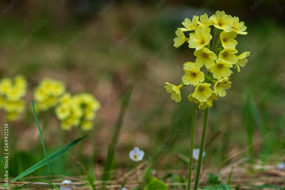 Obraz premium Schlüsselblume