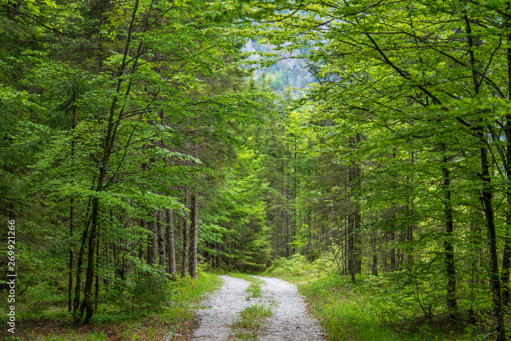 Obraz premium Wanderweg durch Laubwald in der Hetzau im Almtal