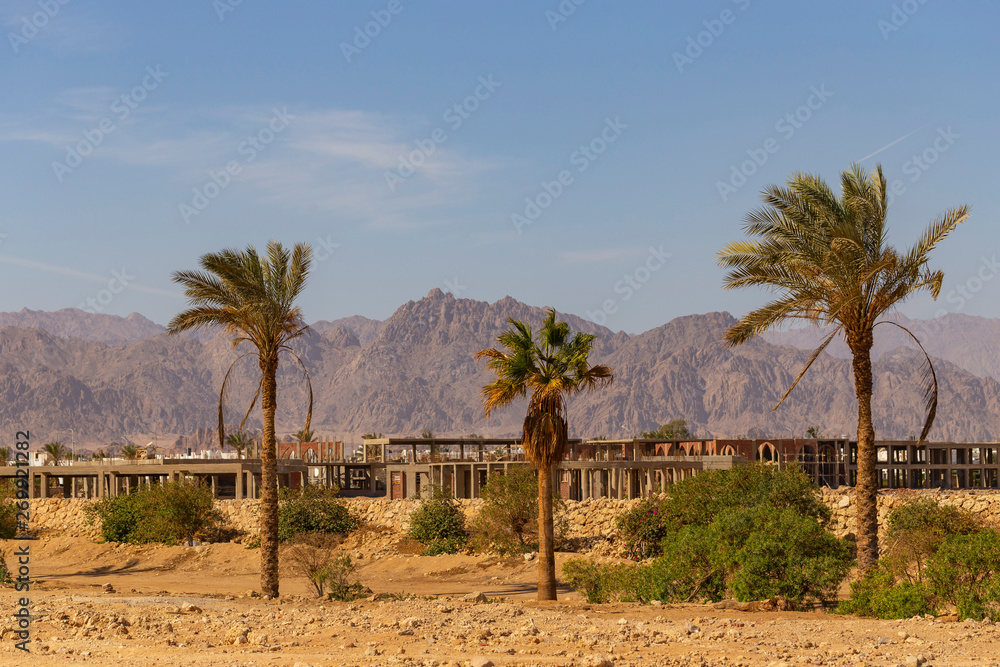 Sharm El Sheikh, sunset, outskirts of the city. Egypt. Mountains of the Sinai Peninsula. Date palms.