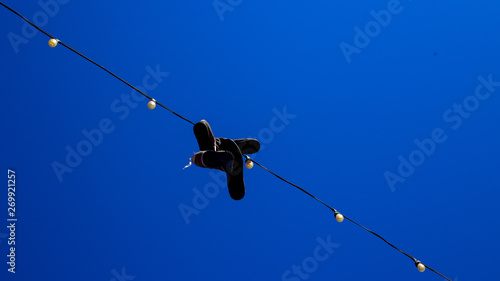 birds on a wire