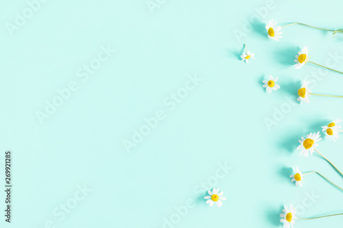 Beautiful flowers composition. Daisy pattern, spring and summer chamomile white  flowers on pastel mint background. Flat lay, top view, copy space 