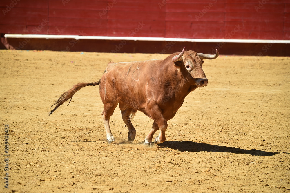 toro español corriendo en plaza de toros toro español corriendo en plaza de toros