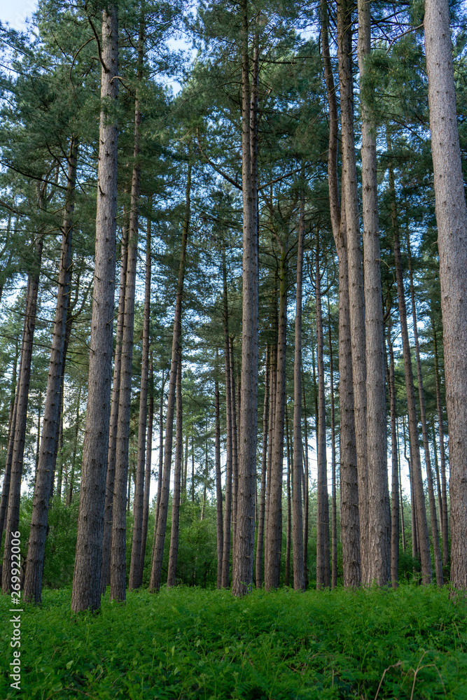 Obraz premium Forest View