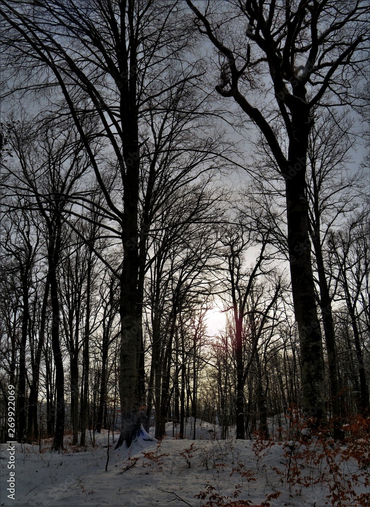 Fototapeta premium winter evening in the forest