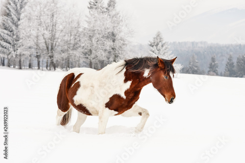 Brown and white horse, Slovak Warmblood breed, walking on snow, blurred trees and mountains in background