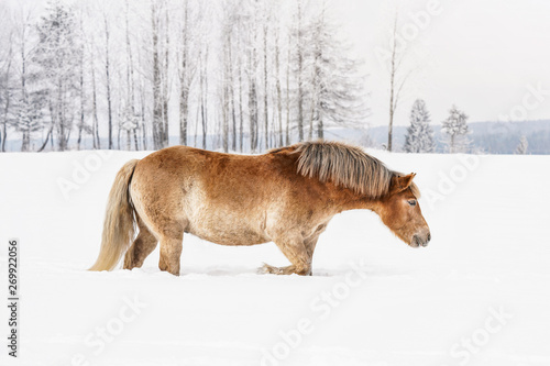 Light brown Haflinger horse walks through snow on field in winter  blurred trees in background