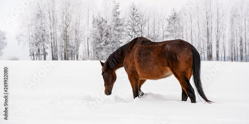 Wallpaper Mural Dark brown horse walks on snow covered field in winter, blurred trees in background, view from side back Torontodigital.ca