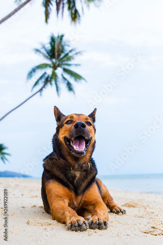 A happy dog relaxing on the beach.