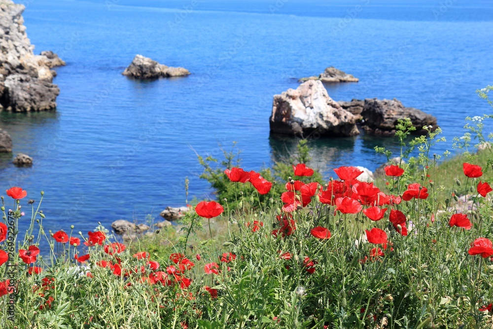 Poppies blooming on rocky shores. Tyulenovo (Bulgaria).