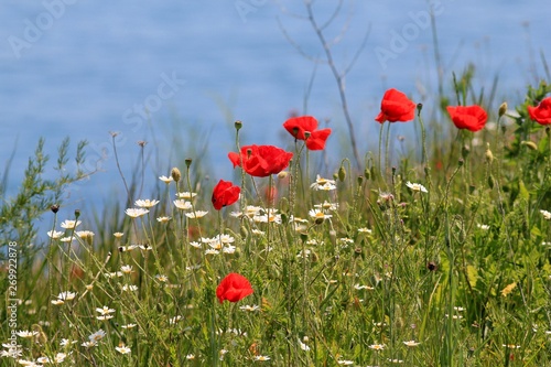 Poppies blooming on rocky shores. Tyulenovo  Bulgaria .