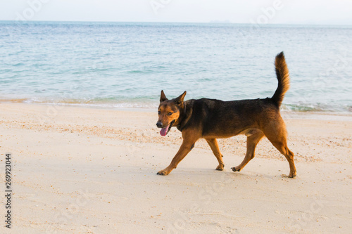 A happy dog on the beach. © Bowonpat